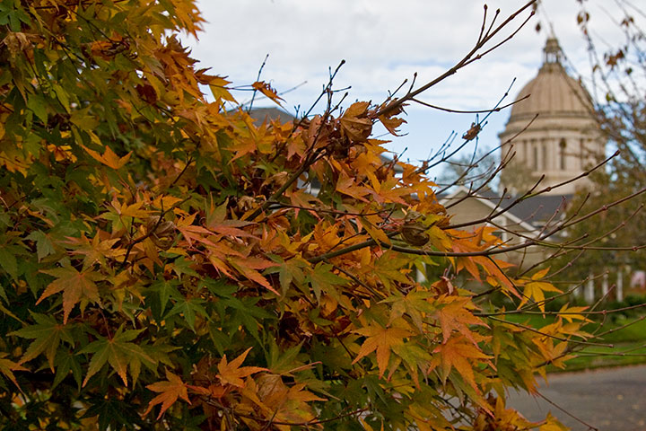 Washington state capitol photo by Chandler O'Leary